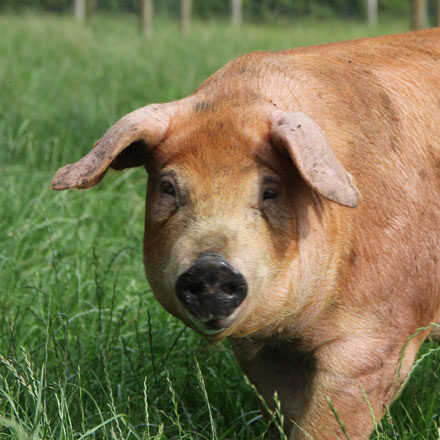 duroc-brasvar-varken-varkensvlees